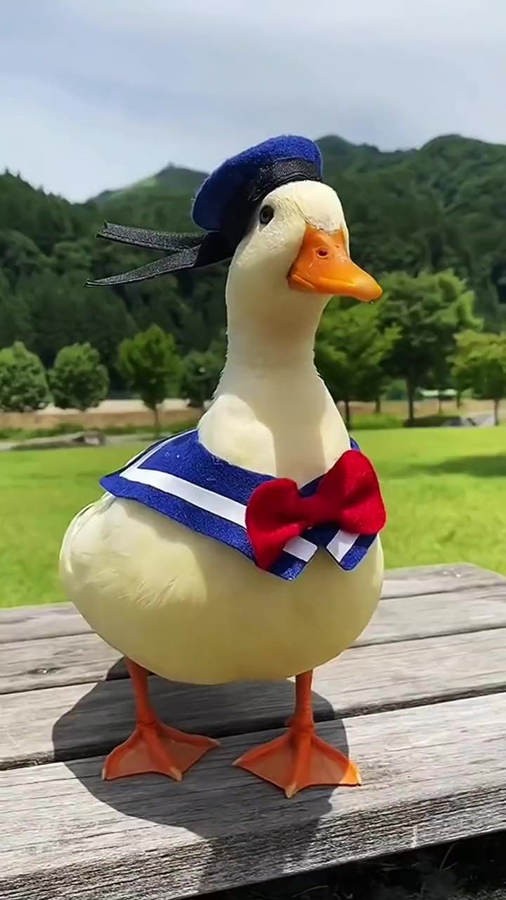 129国外美女饲养的宠物鸭,真的好可爱