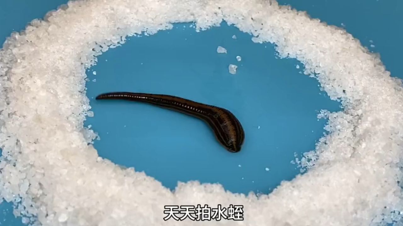把水蛭放入大酱的圈里,结果会如何呢