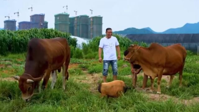 牛清汤是浦江县独具特色的一道美食,浦江人对它的喜爱世世代代根植于心