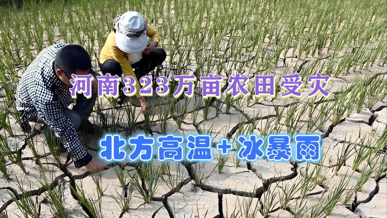 粮价要涨?北方白天高温晚上暴风雨,因干旱河南323万亩农田受灾_腾讯视频
