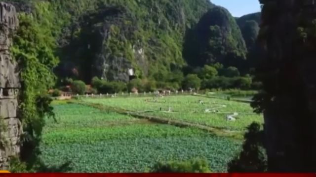 陶醉!越南宁平省荷花迎来最佳观赏期