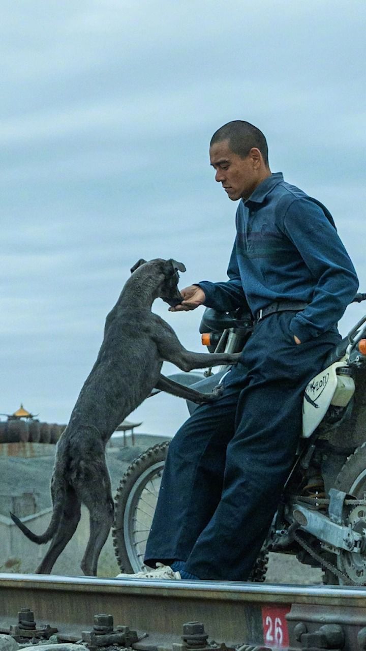 电影《狗阵》总票房破3000万
