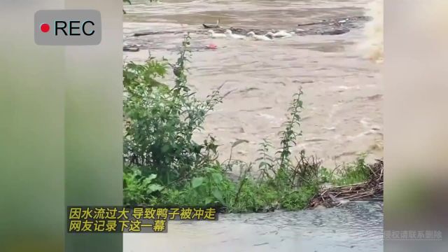 因水流过大 导致鸭子被冲走,网友记录下这一幕