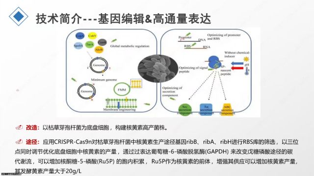 农业免费公开课:合成生物学助农(2)合成生物学技术介绍和生产工艺