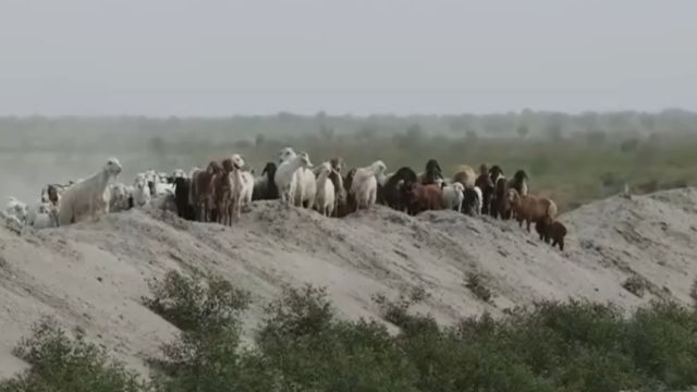 新疆墨玉:蹚急流涉渠水,警民合力救羊群