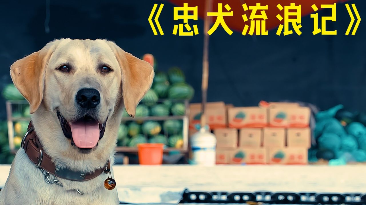 512搜救犬叮当真实故事图片