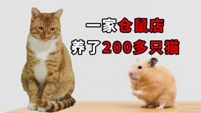 一家仓鼠店老板,竟然被迫养了200多只猫?!