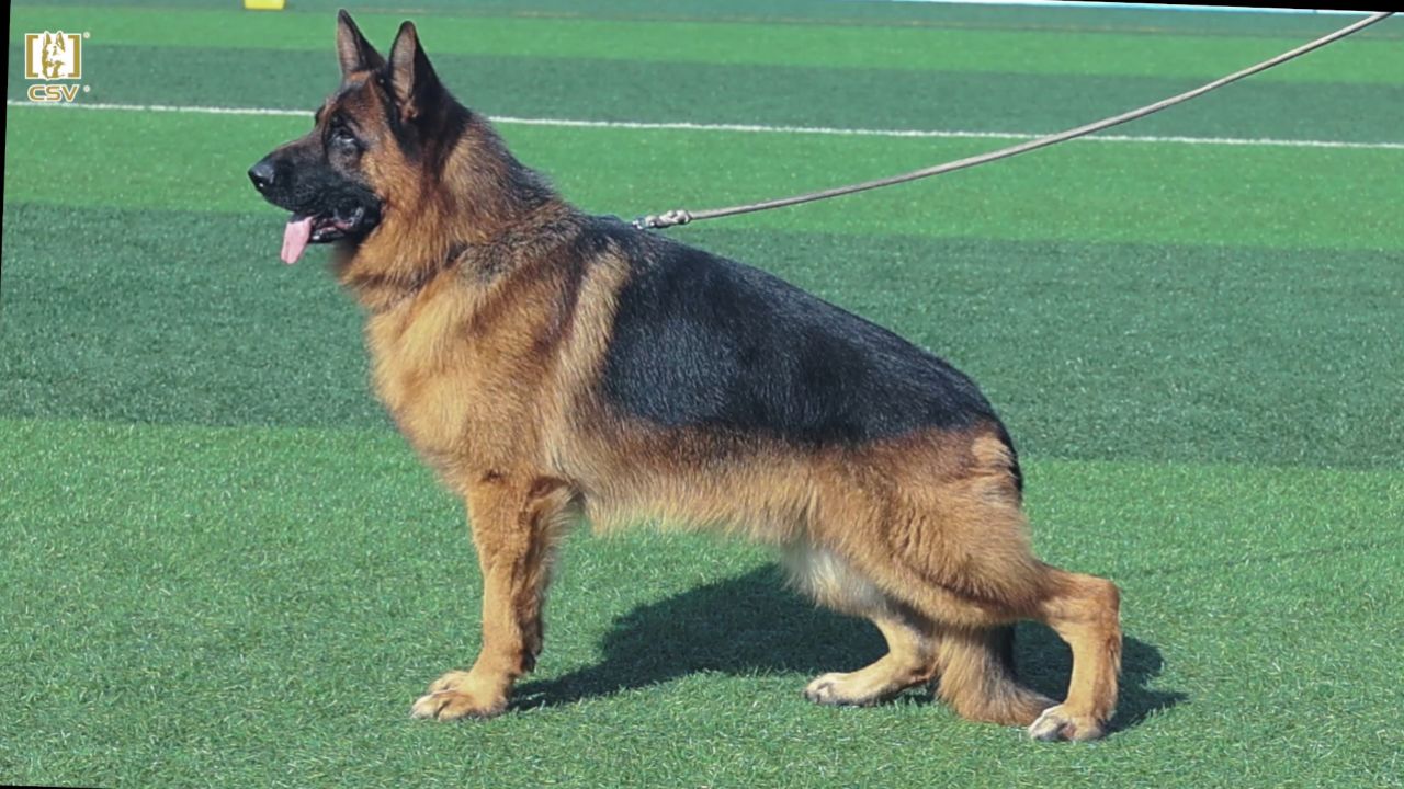 2023年csv德国牧羊犬河南地方展成年公犬组v5犬只讲评