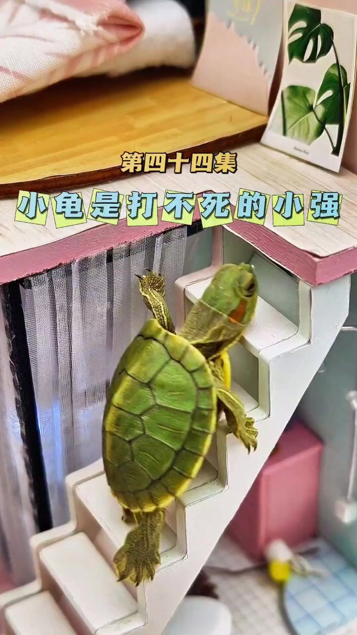 龟宠时代 #小乌龟是一只打不死的小强