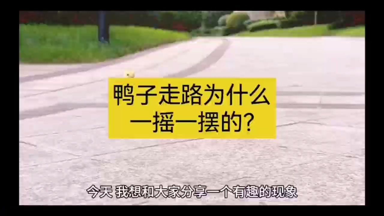 鸭子走路为什么一摇一摆的?