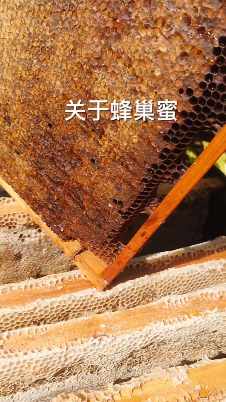 蜂巢蜜的真假蜂巢蜜的价格多少一斤蜂巢蜜的作用与功效吃法 