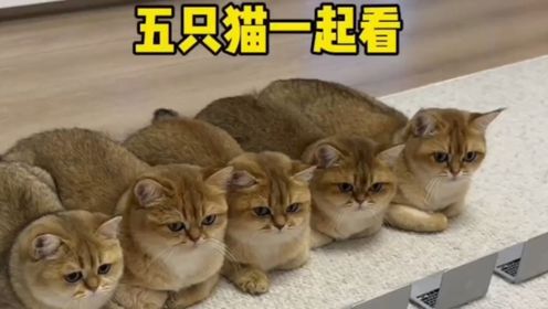 你见过五只猫一起看电视吗?_高清1080P在线观看平台_腾讯视频