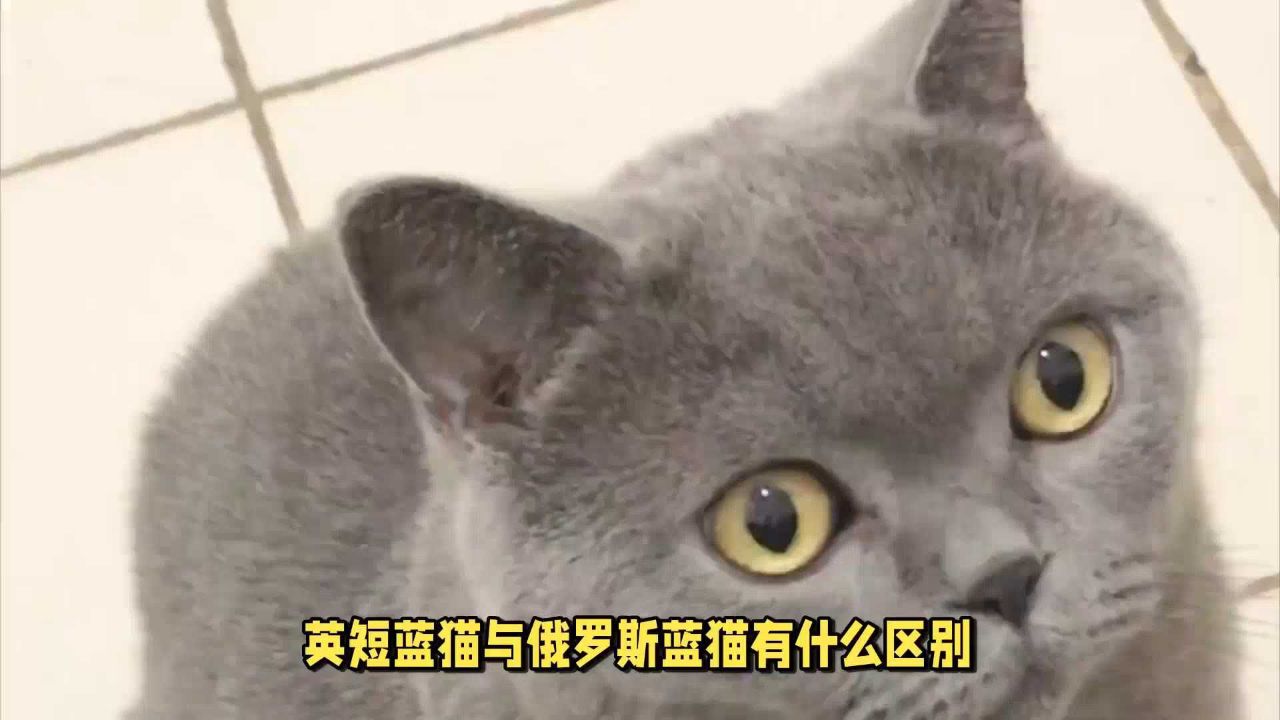 英短蓝猫与俄罗斯蓝猫有区别吗?