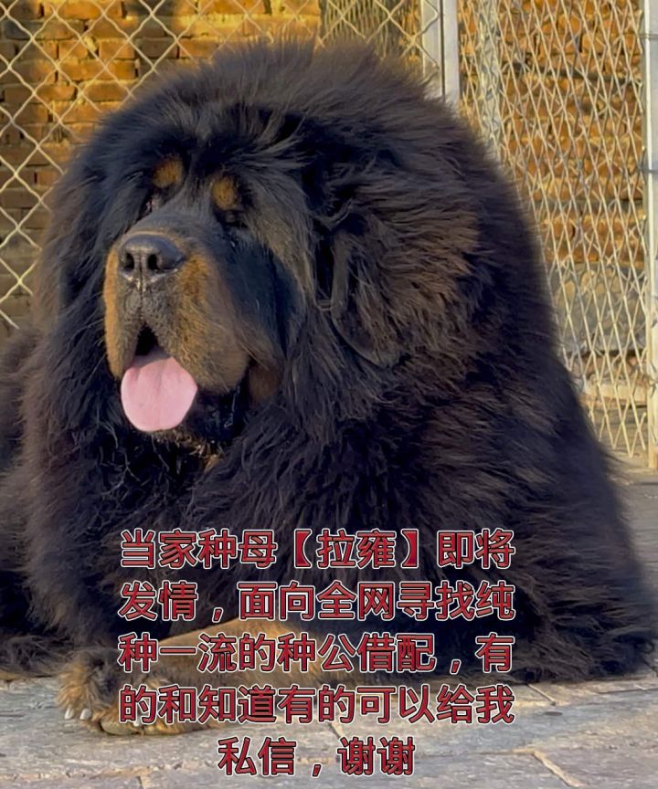 中国纯种藏獒,当家种母【拉雍】