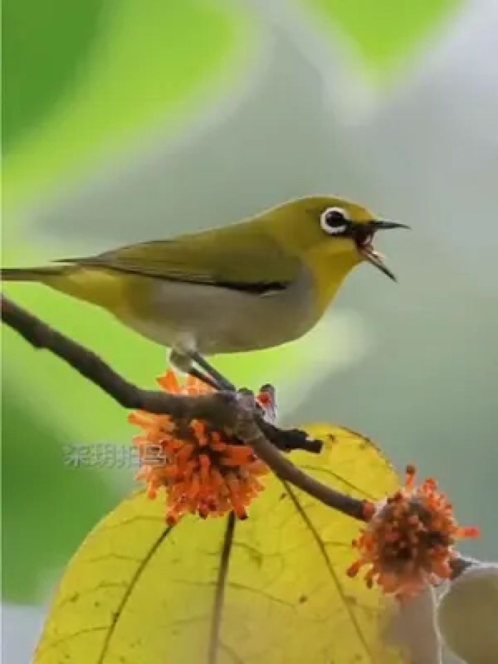 绣眼公鸟单音鸣叫图片