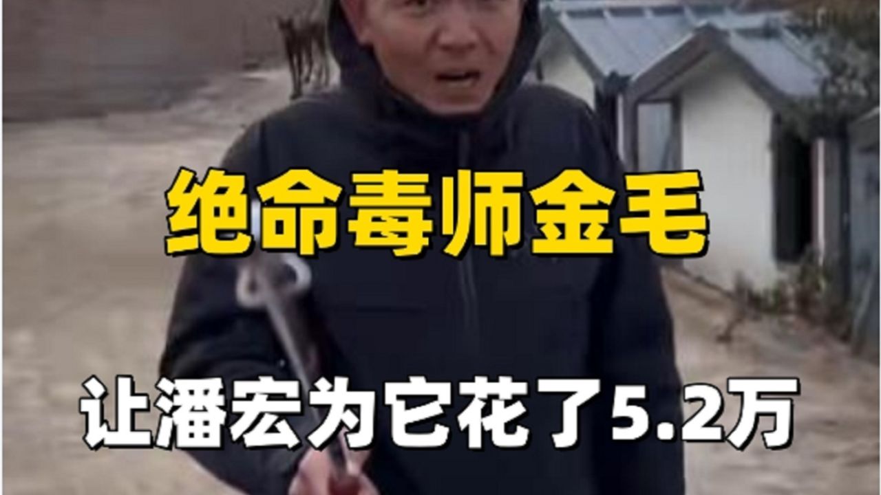 之前都是潘宏训狗,第一次见潘宏被狗“教育”_高清1080P在线观看平台_腾讯视频