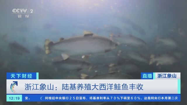 浙江象山:陆基养殖大西洋鲑鱼丰收