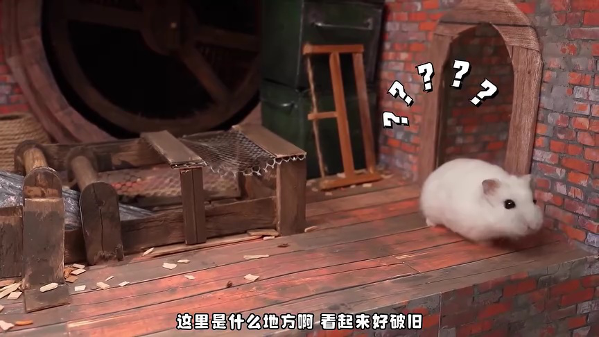 小仓鼠闯关乐园第二季 47集