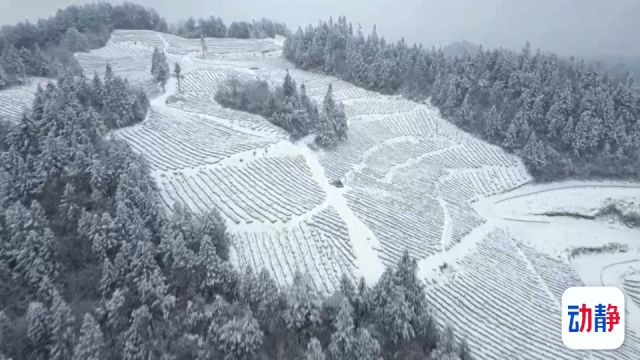 冬游贵州丨遵义余庆:茶园换银装,雪景美如画