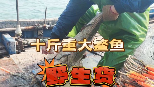 近海放网捕鱼运气不错,抓到10斤重的野生大鳘鱼,现在价格还不错