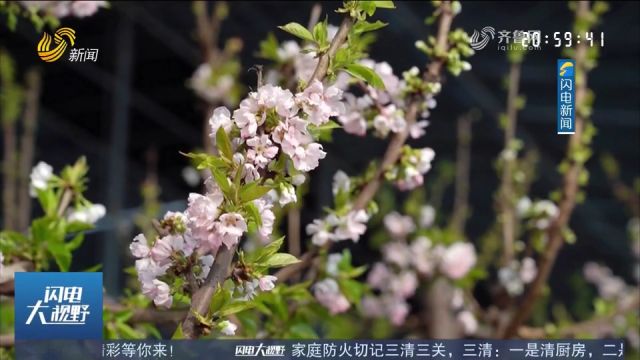 樱桃花开春满园!大棚樱桃迎花开季,浅浅芳华春意浓,一起来欣赏