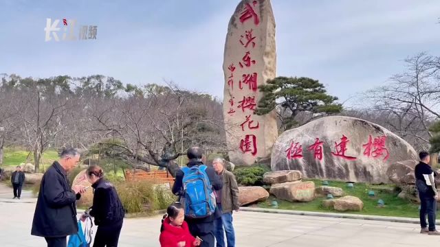 明媚春光踏青来, 樱花 、梅花竞相开