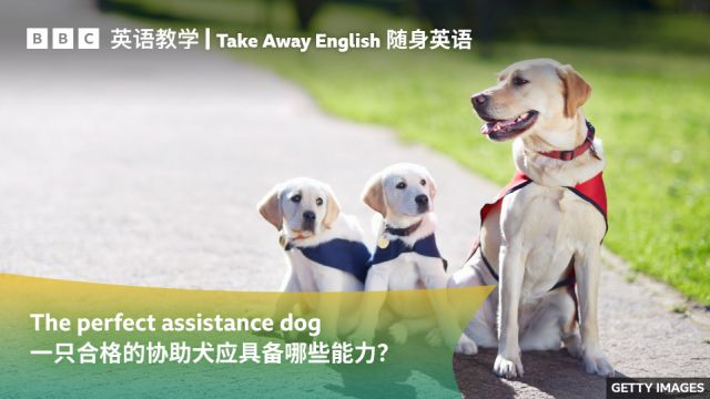 BBC随身英语:一只合格的协助犬应具备哪些能力?