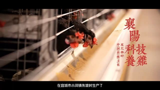 宜城小河镇朱坡村:土鸡住进九层“空调洋房”