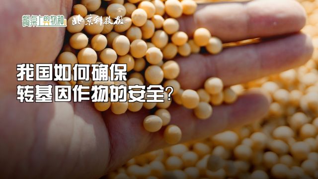 从研发到种植,我国如何确保转基因作物的安全?|餐桌上的物种