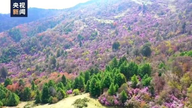 云南怒江超“仙”美景 马儿牦牛在杜鹃花海散步太治愈