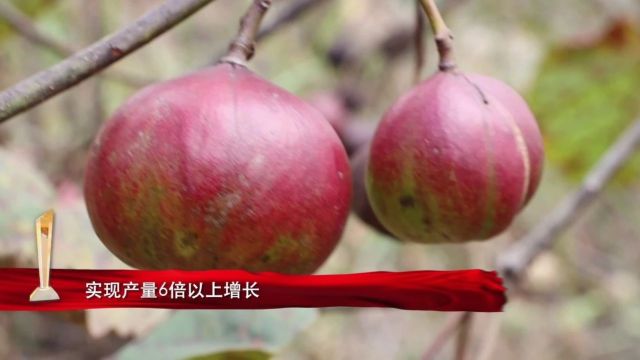 第六届“黔南骄傲”年度人物 | 杨安仁:科技创新结硕果 油桐开出幸福花