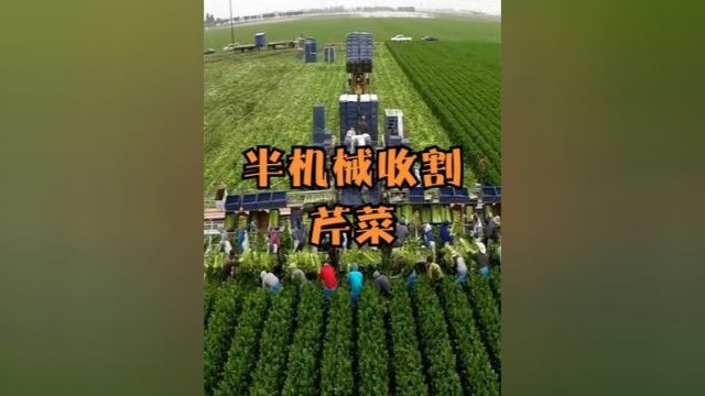 国外是如何收割芹菜的?几十个人流水线操作,涨知识了 #涨知识 #科普