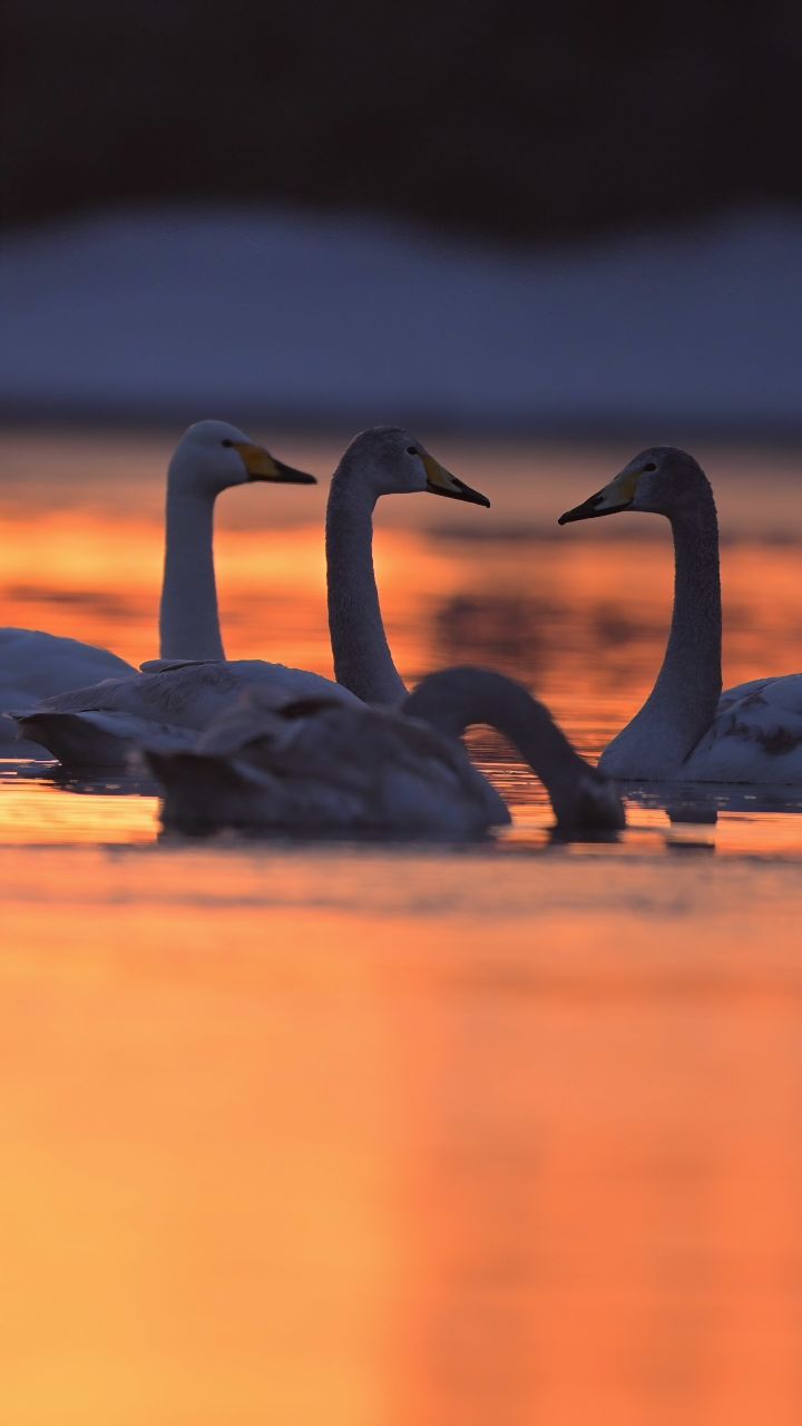 大天鹅在晨光中展翅飞翔