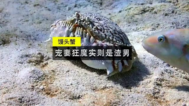 馒头蟹被称为宠妻狂魔,但实则是渣男一枚