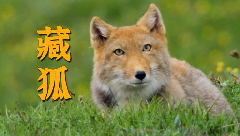 藏狐：留得青山在，不怕没娃带！动物世界欢乐多