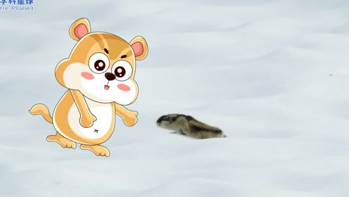 第08集 挪威旅鼠，冬季求偶大挑战