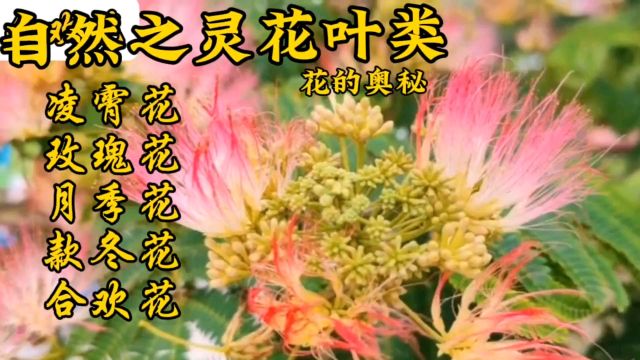 自然之灵花叶类秘密凌霄花玫瑰花月季花款冬花合欢花