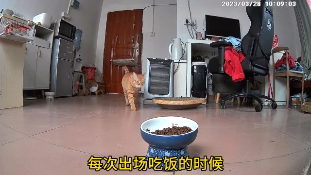 小猫咪吃饭不好好吃每次都是小心翼翼的