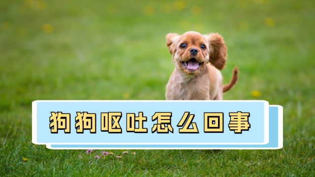 狗狗呕吐常见的5个原因,千万别忽视!