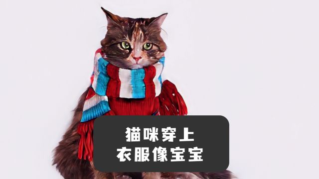 当猫咪穿上了衣服,它真的好像个宝宝啊!