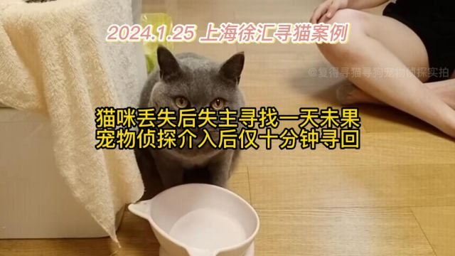 上海徐汇寻蓝猫