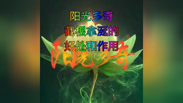 阳光多奇截根拿涎技术的好处与作用