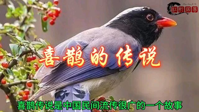 喜鹊的传说