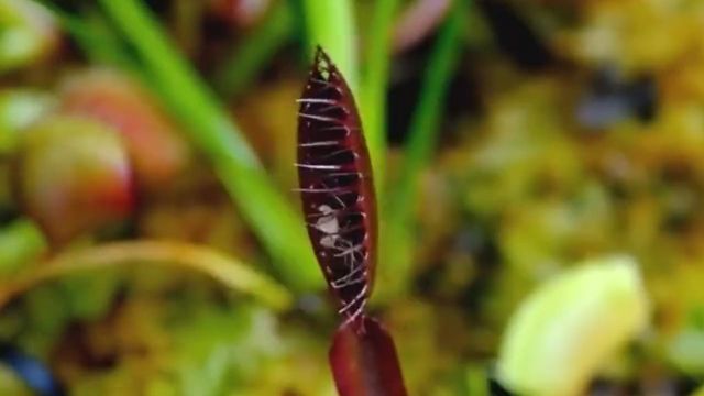 无肉不欢,可怕的肉食性植物1