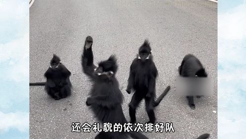 同样是猴子差距这么大,动物园放任猴子欺猫,独臂猴和猫和谐共处_高清1080P在线观看平台_腾讯视频
