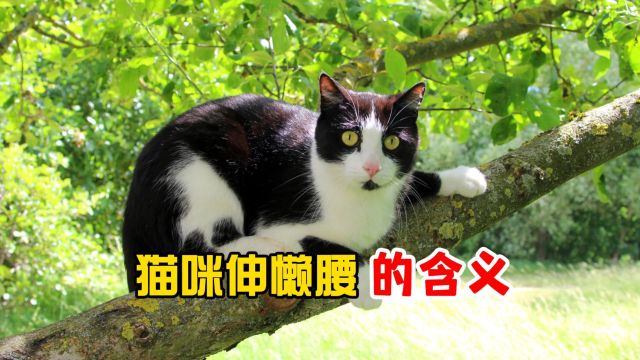 猫咪伸懒腰,有很多含义