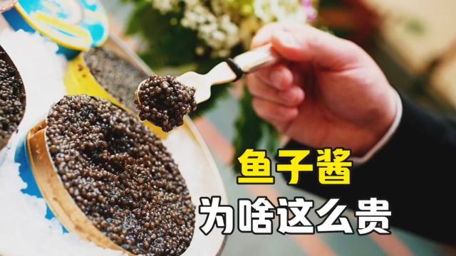 黑色软黄金:鱼子酱,它到底为啥这么贵?你吃过吗#科普