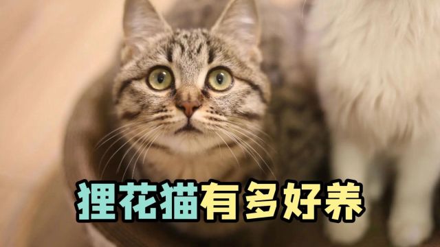 狸花猫有多好养?养了你就知道!