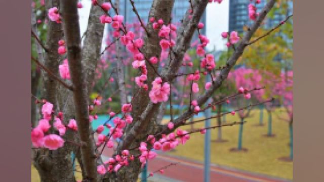 重庆江北区:遇见“梅”好时光 溉澜溪体育公园又添新风景