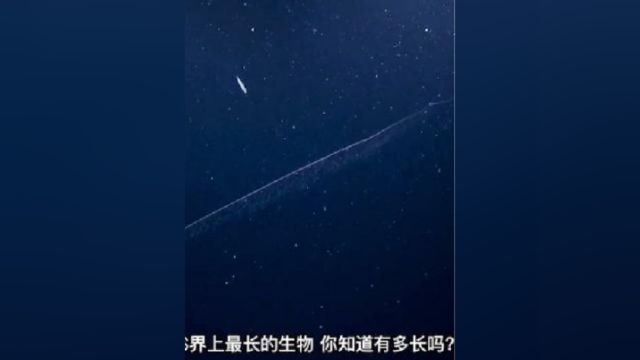 世界上最长的生物,你见过它吗?一